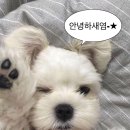 꽃길 | w03. 본식스냅 브라이덜 꽃길 계약 후기