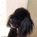 변신하개 이미지