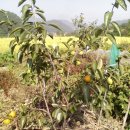 제네농장 이미지