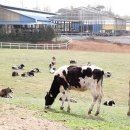 외길목장 이미지