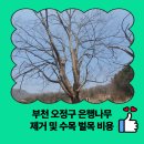 타이어프로 부천점 | 부천 오정구 은행나무 제거 및 수목 벌목 비용