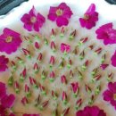 수제청 만들기 이미지