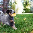 갈매동물병원 이미지