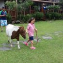 병아리펜션 이미지