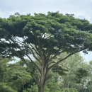 리베라2 | 해외/필리핀 골프여행 2편 리비에라CC(리베라CC) 랑거 코스 후기 – 전략과 거리의 미학