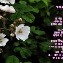 찔레꽃 향기 &amp; 원앙새 촬영 &#34;찰리의 행복 읽기&#34; 이미지