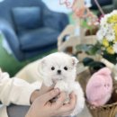 데려가개 이미지