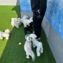 다솜애견 | 성남애견미용부터 데이케어까지 한 번에 관리되는 멍균관대 성남애견유치원 이용 후기