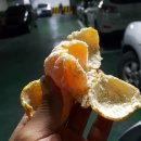 윤카센타 이미지