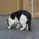 세븐일레븐 경기광주지월점 | 세븐일레븐 고냥이들🐱🩶🤍