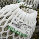 모솔양계 이미지