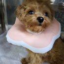 제주오름동물병원 이미지