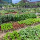 텃밭가꾸기 이미지