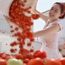 토마토PC 이미지