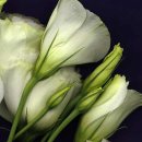 오늘 5월 23일의 꽃말은 -- 풀의 싹(Leaf Buds) -- 입니다 이미지
