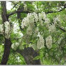 향기나는터 이미지