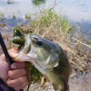 낚시고(go) 이미지