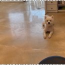 스타애견미용 이미지