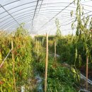 용두산농장 이미지