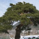 성주 만귀정 이미지