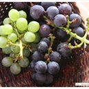 대가포도농원 이미지