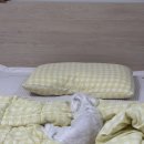 대성슈퍼 | 대성쎌틱 카본 탄소매트 퀸사이즈 내돈내산 후기