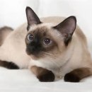 혜인종합동물병원 이미지