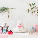 몽실몽실달코미
