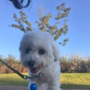 라이크테테 이미지