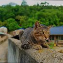 펫오케스트라 반려동물장례식장 | [화성 반려동물 장례식장] 펫오케스트라 반려동물 장례식장 따뜻한 위로와 작별