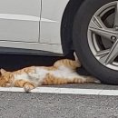 동네고양이 이미지