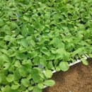 송씨네농장 이미지