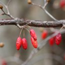 산수유 Daum카페