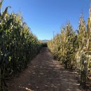 미로농장 이미지