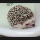 몽몽이# 이미지