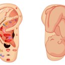 귀건강상담학 이미지