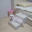 퓨로라 | 강아지 심장병 퓨로>토르 이뇨제 변경 후기(?)