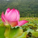 연꽃마을건넌들 | 화천 가볼 만한 곳 화천 서오지리 연꽃 단지