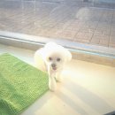 강남애니펫샵 이미지