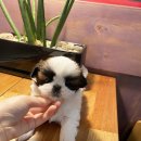 구산동강아지 이미지