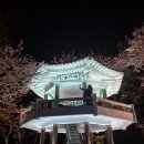 쭘마 즉석떡볶이 | 인천벚꽃명소 2026년 수봉공원 벚꽃 현황 스카이워크 볼거리 한눈에 보기