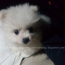 루이펫독 이미지