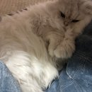 서울허브동물병원 이미지