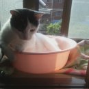 행운냥이 이미지