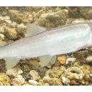 은어펜션 이미지