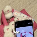 White Pom Pom 이미지