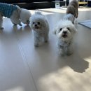 카몽 | 강아지발세정제 추천 🐾 유치원 다녀온 아엔이 필수템 카몽카몽 후기