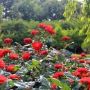 장미마을 이미지