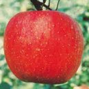 청송농협 APC 이미지