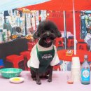 강아지풍경 이미지